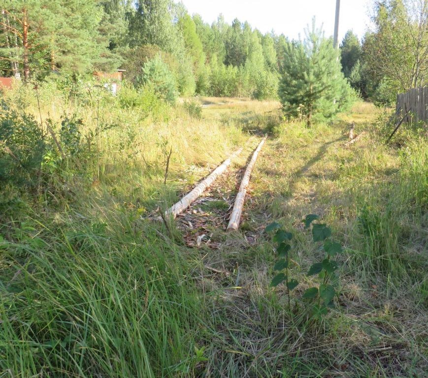Житель села Нестиары незаконно срубил деревьев на 30 тысяч рублей - фото 2