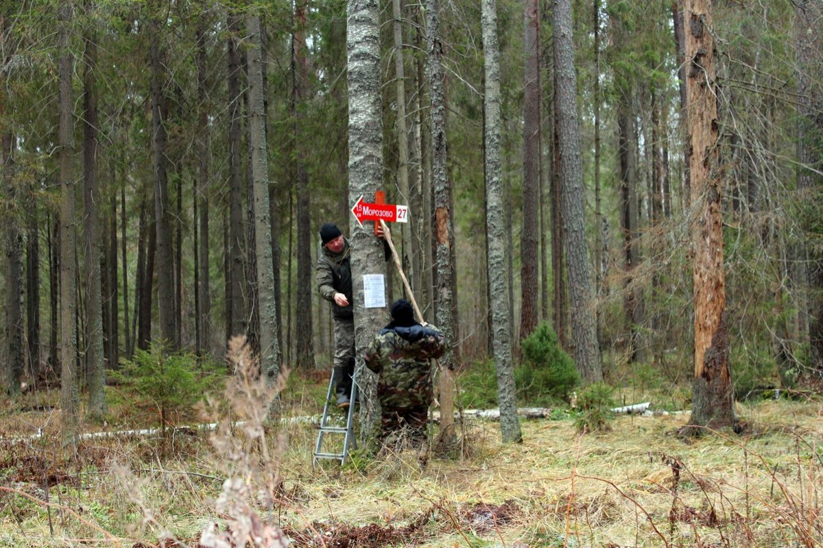 Нижегородские волонтеры расставят навигационные указатели в лесу - фото 1